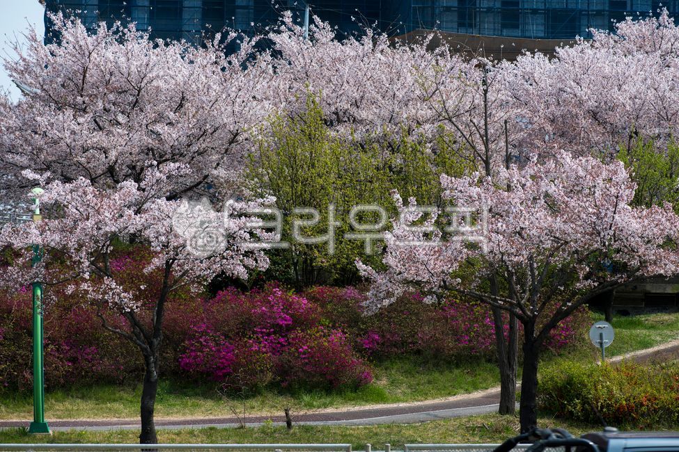 spring flowers,Cherry Blossom,plant,flower road,flower,Azalea