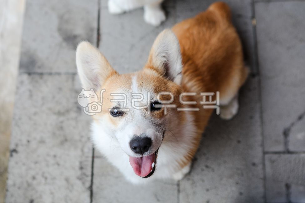 애완동물,dog,개,강아지,웰시코기,pet,동물,animal,동물,animal,포유류,mammal,개,강아지,dog,doggy