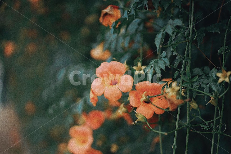 능소화,꽃,플라워,식물,여름꽃,식물,자연,plants,nature,꽃,flower
