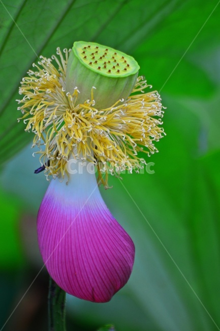 plant,식물,flower,blossom,꽃,petal,꽃잎,연꽃,연잎,수련,홍연,자연,불교
