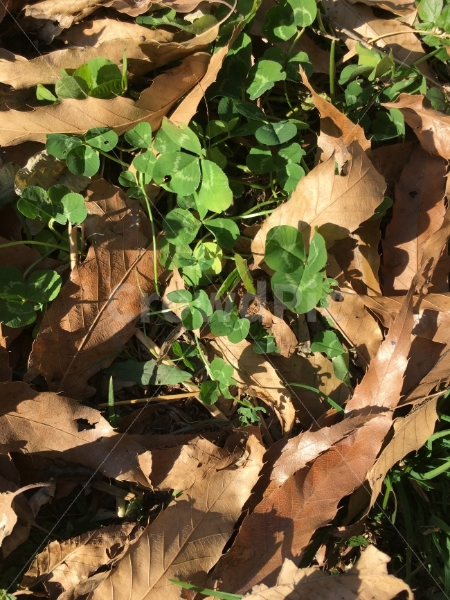 가을,여름,시간,시골,풍경,세잎크로버,크로버,가을,계절,fall,autumn,season,식물,자연,plants,nature,leaf,잎,plant,jar,항아리,potted plant,화분,pottery,도기류,vase,병 장식