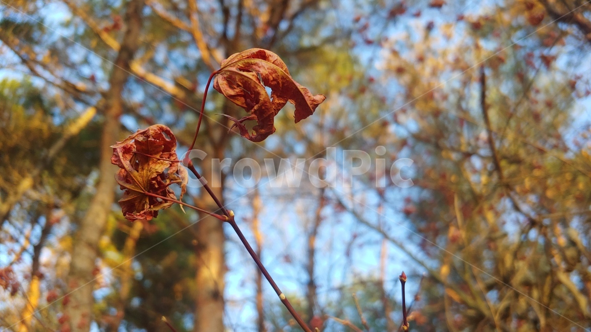 나무,tree,잎,leaf,식물,plant,단풍