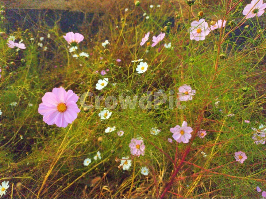 flower,꽃,식물,코스모스,가을,순정,감성사진,계절,자연,fall,autumn,season,nature,feeling