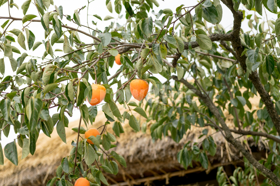 감,시골,야채,과일,가을,계절,식물,자연,plants,nature,과일,열매,fruit