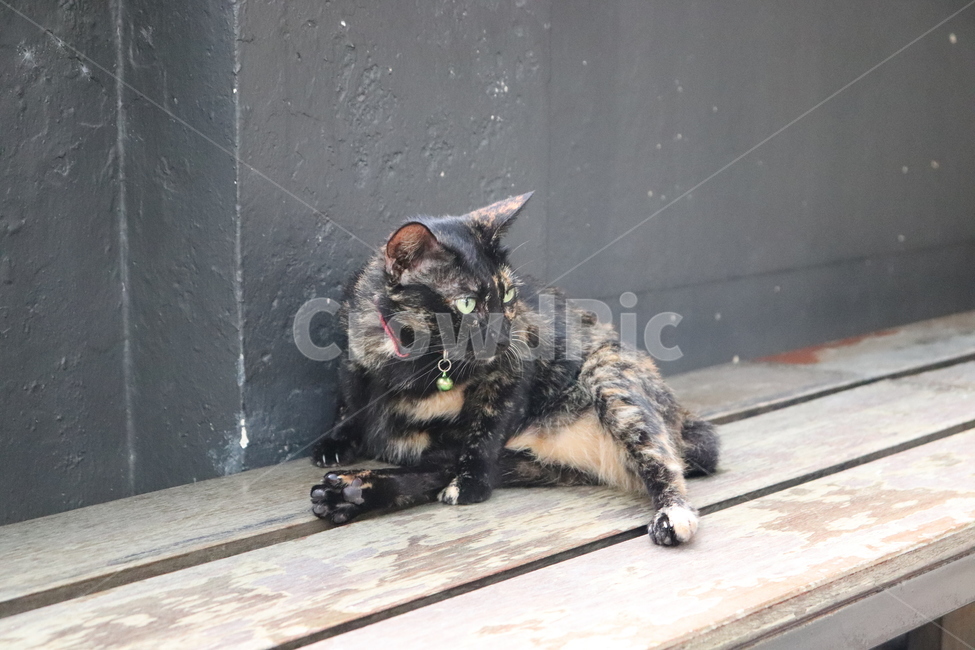 pet,cat,고양이,animal,동물,동물,animal,포유류,mammal,고양이,cat,kitten,kitty
