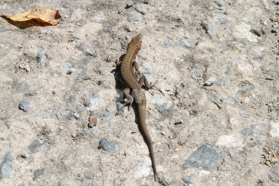 야생동물,장지뱀,동물,야생,Takydromusaureralis,뱀,도마뱀,동물,animal,파충류,양서류,reptile,amphibian