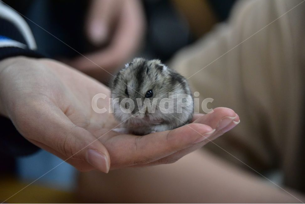햄스터,동물,애완동물,포유류,펫,귀여움,귀여운,hamsters,mammals,pets,pet,cute,동물,animal,포유류,mammal