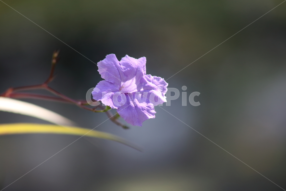 꽃,식물,온실,보라,flower,루엘리아브리토이나아,멕시칸페튜니아,우창꽃,목나팔,ruelliabrittoniana,루엘리아,식물,자연,plants,nature,꽃,flower