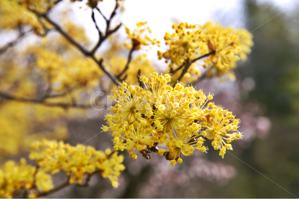산수유,층층나무과,3월,식물,노란색,약용,식물,자연,plants,nature,꽃,flower