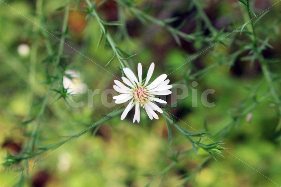 꽃,들꽃,봄,하양,하얀색,노랑,노란색,풀,식물,초록,초록색,잎,가지,flower,식물,자연,plants,nature,꽃,flower
