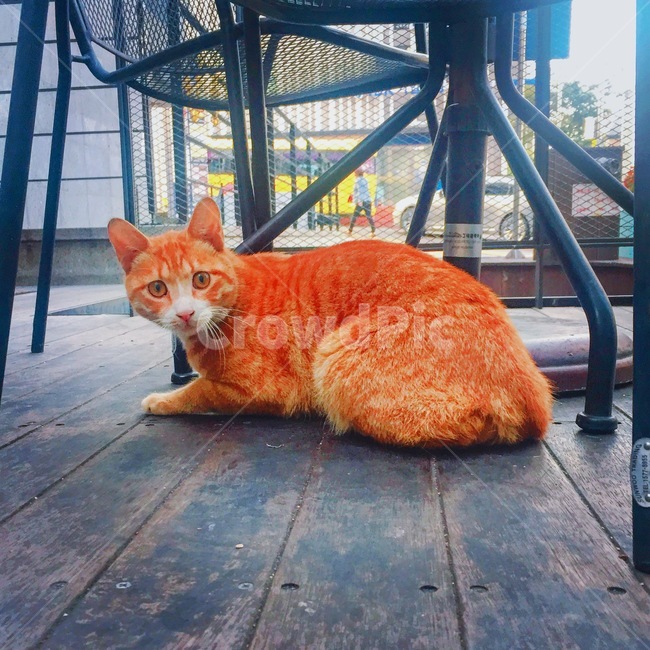 길냥이,고양이,동물,길고양이,야옹이,동물,animal,포유류,mammal,고양이,cat,kitten,kitty