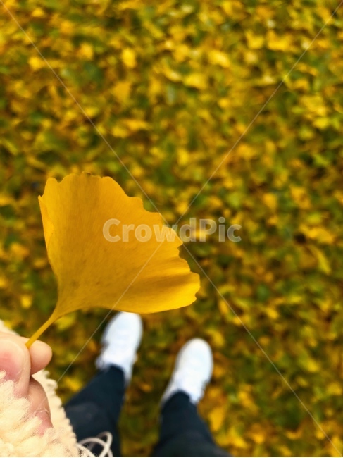 가을,은행나무,은행잎,꽃,yellow,flower,가을,계절,fall,autumn,season