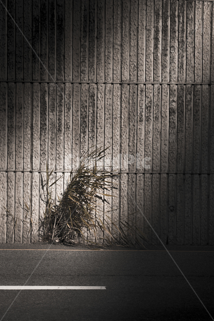 그림자,shadow,flower,벽,cactus,texture