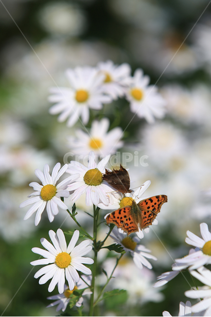 꽃,나비,구절초,하양,flower,butterfly,white,식물,자연,plants,nature,꽃,flower,동물,animal,곤충,벌레,insect,bug