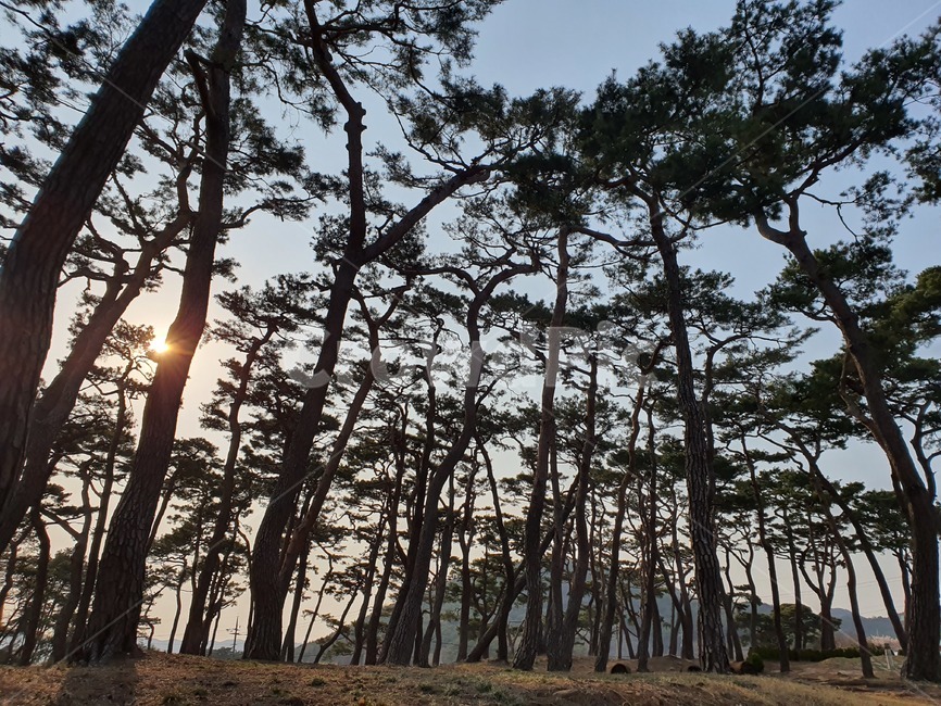 나무,식물,tree,소나무,멋있는