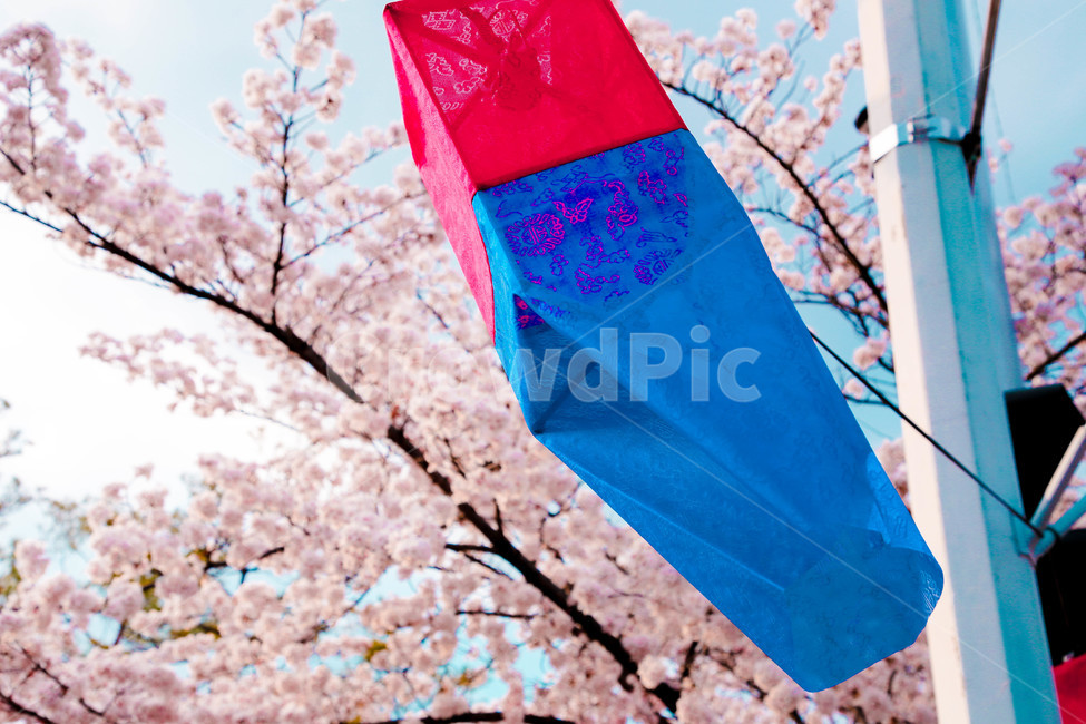 봄,벚꽃,감성사진,자연,계절,spring,꽃,season,벚꽃길,금오산,등불,호롱불,봄,계절,spring,season,plant,식물