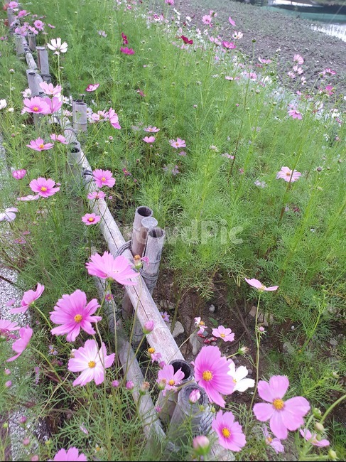 식물,코스모스,가을,가을풍경,가을꽃,꽃,flower