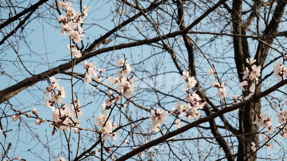 cherryblossom,벚꽃,flower,꽃,blossom,plant,식물,봄꽃,봄,벚꽃나무,나무,spring,springflower,nature,branch,tree,파란하늘,하늘,식물,자연,plants,nature,꽃,flower