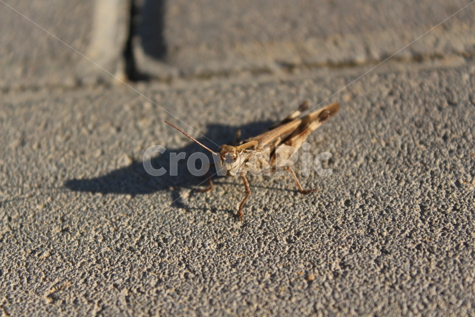 insect,곤충,동물,animal,메뚜기,동물,animal,곤충,벌레,insect,bug