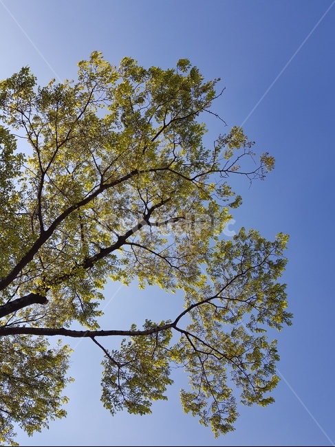 소풍,봄,나무밑,봄하늘,발,식물,자연,plants,nature,나무,trees,wood