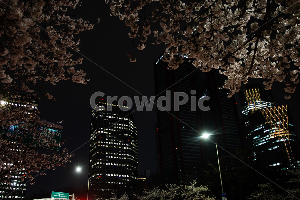 봄,야경,한강공원,여의도빌딩,건물,빌딩,벚꽃,springnightview,cherryblossoms,yeouidobuildings