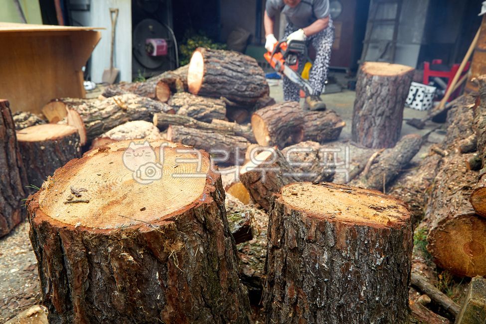 woodpile,pine tree,cut,pine,log,annual zone,pile,pattern,section,pile up,crosssection,firewood,men,wood,timber,man,treecutters,wood pile,surface,lumber,electric saw,tree,circular,tree cutter,brown,many,people,rings,chainsaws,person,circle,firewood tree,fo