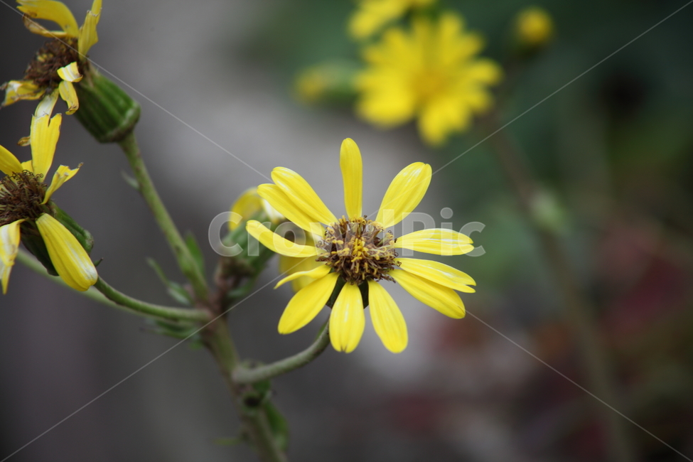 털머위,꽃,식물,야생화,leopardplant,식물,자연,plants,nature,꽃,flower
