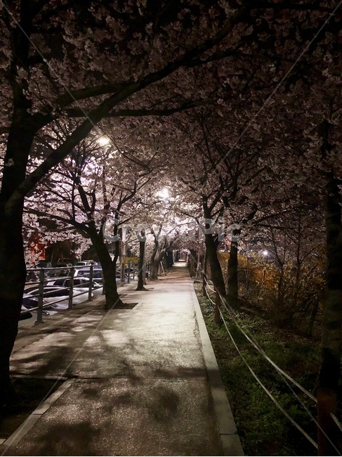 벚꽃,꽃길,벚꽃길,꽃,봄
