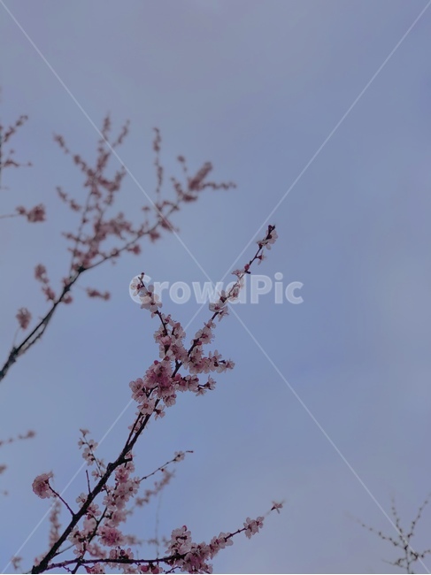 plant,식물,하늘,sky,flower,꽃,매화,blossom