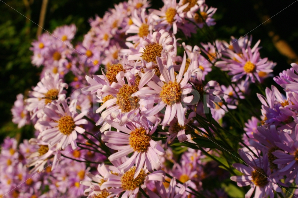 꽃,가을,감성사진,풍경사진,자연,색감,가을꽃,pink,flower,가을,계절,fall,autumn,season,식물,자연,plants,nature,꽃,flower,plant