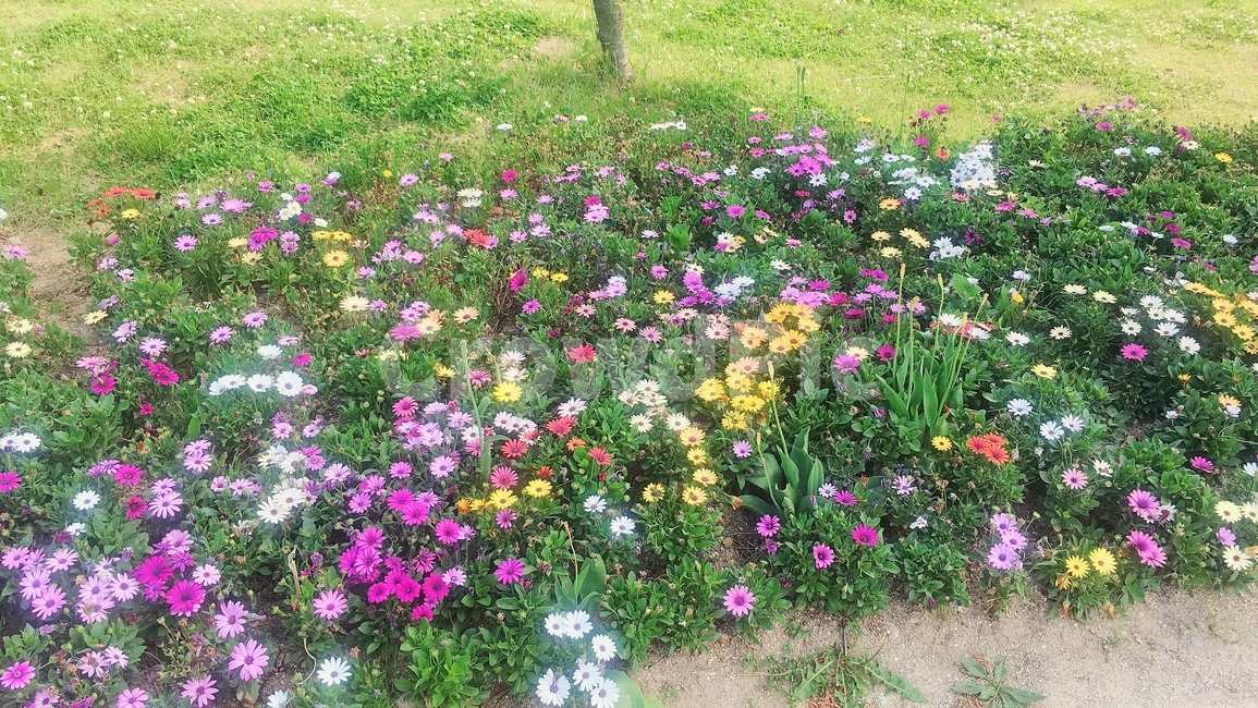 공원,꽃,꽃밭,산책,소풍,잔디,잔디밭