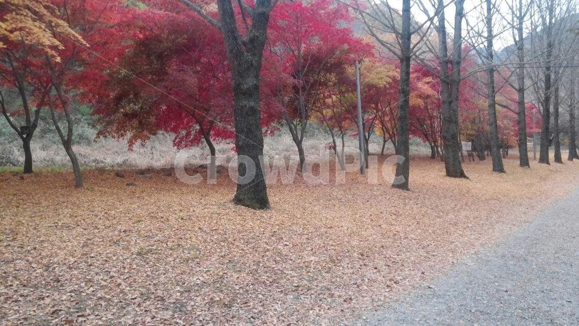 풍경,자연,단풍,경치,산