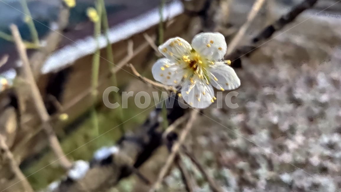 청매화,매화나무,매실나무,매화,매화꽃,봄꽃,장미과,plant,식물,식물,자연,plants,nature,꽃,flower