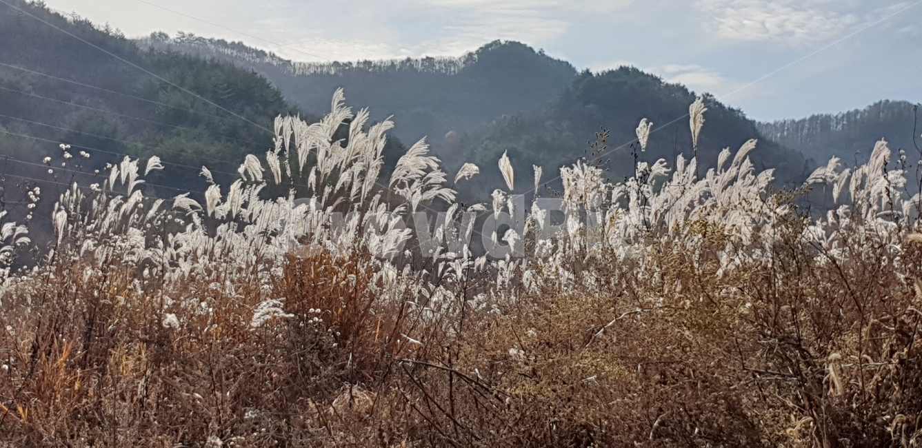 갈대,가을정취,억새풀,가을풀,풍경,가을풍경