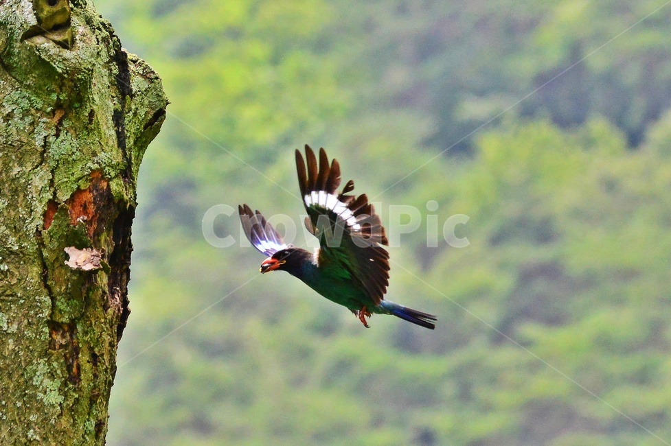 tree,나무,plant,식물,flying,나는,animal,동물,bird,새,파랑새,새집,육추,동물,animal,조류,새,birds