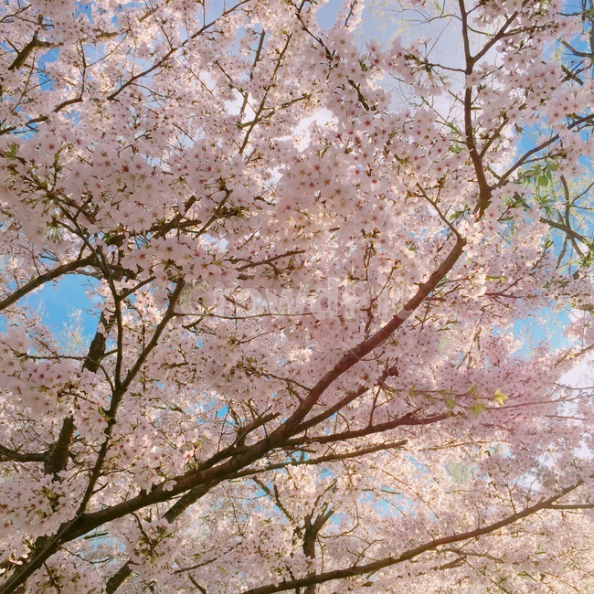 벚꽃,cherryblossom,flower,꽃,식물,plant,blossom