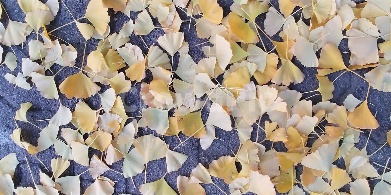 은행잎,낙엽,단풍,가을단풍,은행,가을,가을,계절,fall,autumn,season,plant,식물,leaf,잎