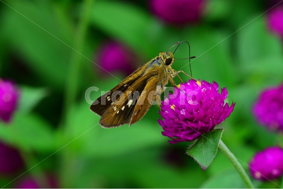 invertebrate,무척추동물,insect,곤충,animal,동물,나비,호랑나비,천일홍,천일홍꽃