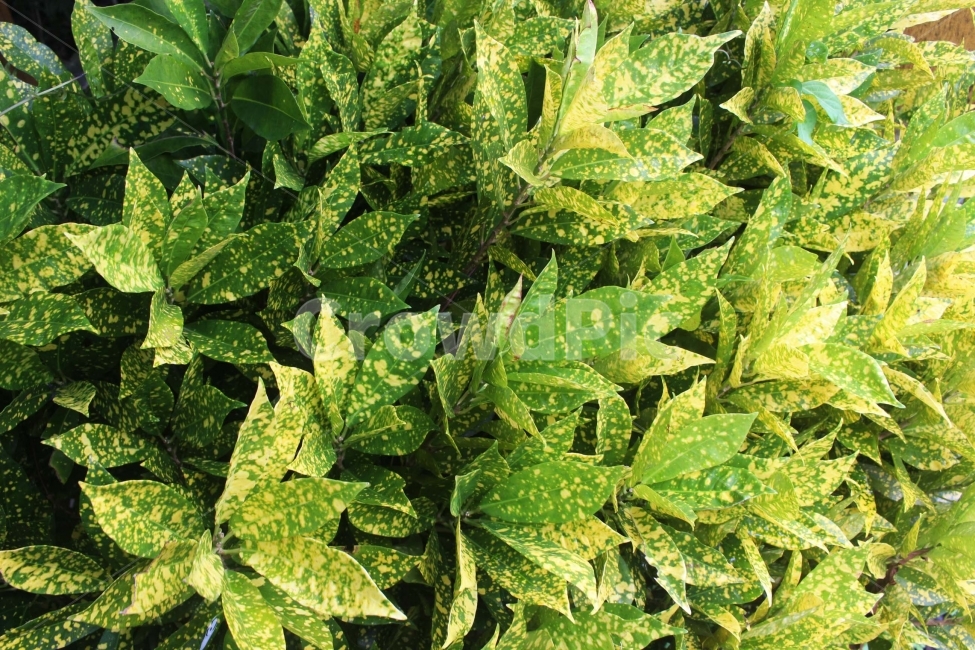 잎,식물,풀,자연,초록색,배경,배경화면,background,leaf,green,점박이,점,알록달록,식물,자연,plants,nature
