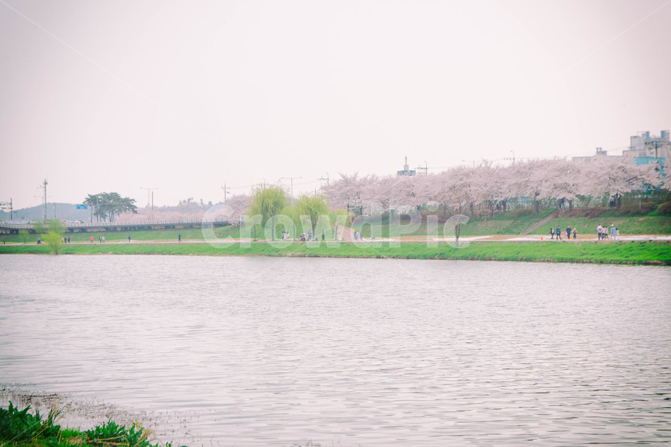 자연,풍경,벚꽃,봄꽃,식물,꽃,계절,season,봄,spring,cherryblossom,blossom,flowers,plant,나무,tree,water,lake,강,강가,물,봄,계절,spring,season,자연,풍경,nature,landscape
