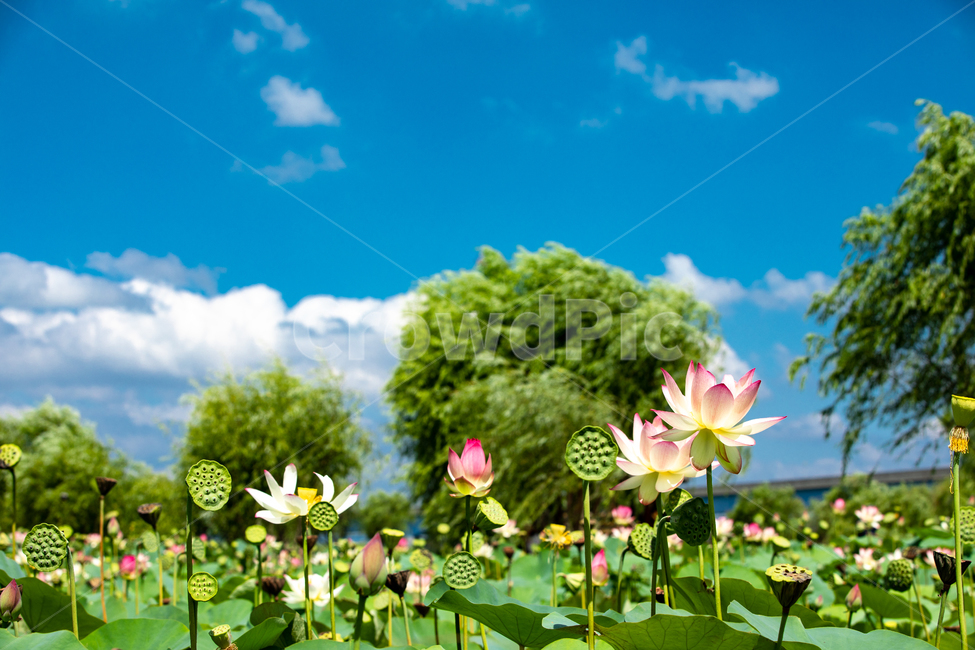연꽃,풍경,자연,하늘,구름,아라연,Flower,식물,자연,plants,nature,꽃,flower