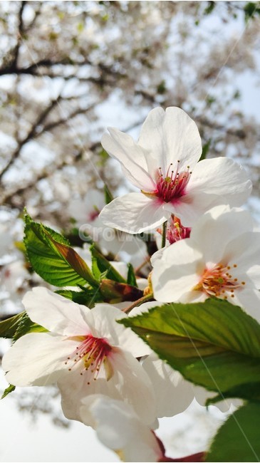 꽃,벚꽃,봄,봄꽃,flower,cherryblossom,cherryblossoms,pinkflowers,spring,springtime,springflower,체리블라썸,꽃잎,감성,봄,계절,spring,season,식물,자연,plants,nature,꽃,flower,plant