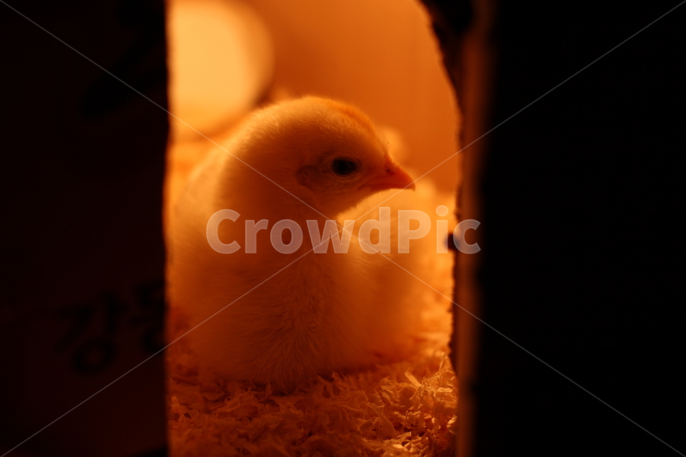 병아리,새끼,노랑,닭,동물,조류,전구,새,animal,birds,아기,농장,애완동물,백열전구,귀여운,감성,감정,feeling,sensible,emotion,박스,어린,애기,털,백열등,삐약,체험,모이,부리,벼슬,휴식,look,얼굴,정면,틈,틈새,문,입구,rest,톱밥,동물,animal,조류,새,birds