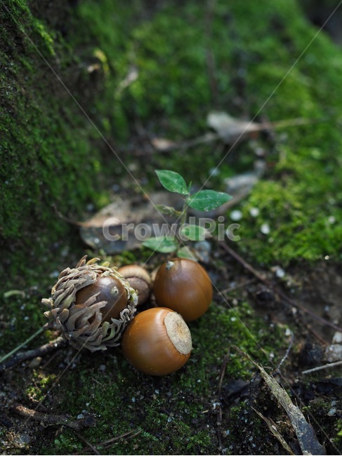 도토리,숲,녹색,배경,가을,자연,한국,이끼,acorn,forest,green,background,autumn,nature,korea,koreanacorn,moss,nut,너트,음식,food,과일,열매,fruit