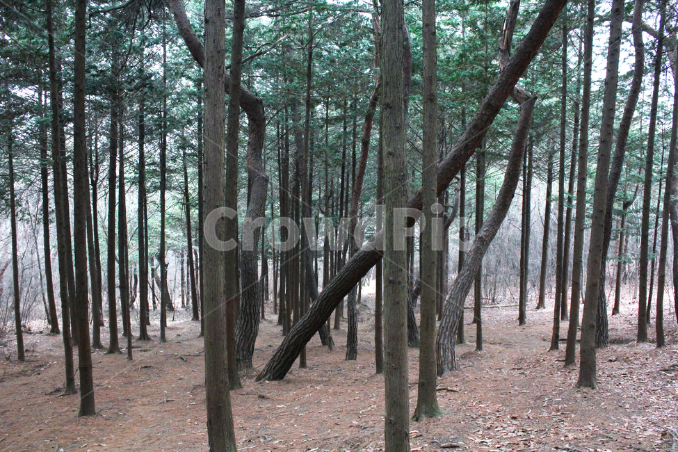 tree,나무,plant,vegetation,자연,nature,숲,forest,초목,outdoors,woodland,삼림지,감성,소나무