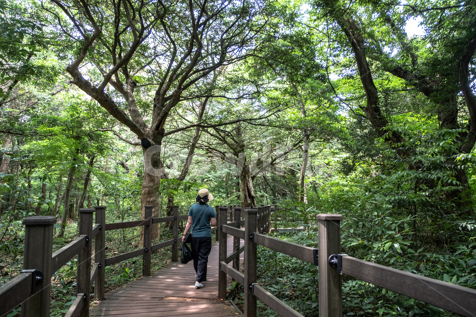 삼림,비자림,자연,풍경,숲,나무,풀,tree,nature,휴식,나무줄기,식물,plant,제주,제주도,여행,관광,산책길,자연,풍경,nature,landscape,식물,plants,나무,trees,wood,railing,난간,outdoors,옥외,garden,정원,arbour,정자
