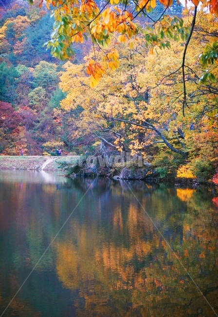 주산지,가을,단풍,저수지,반영,가을,계절,fall,autumn,season,nature,자연,water,물,outdoors,옥외
