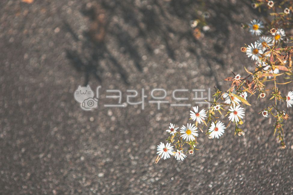 들꽃,꽃,배경,감성,daisy,데이지,flower,daisies,plant,식물,꽃,flower