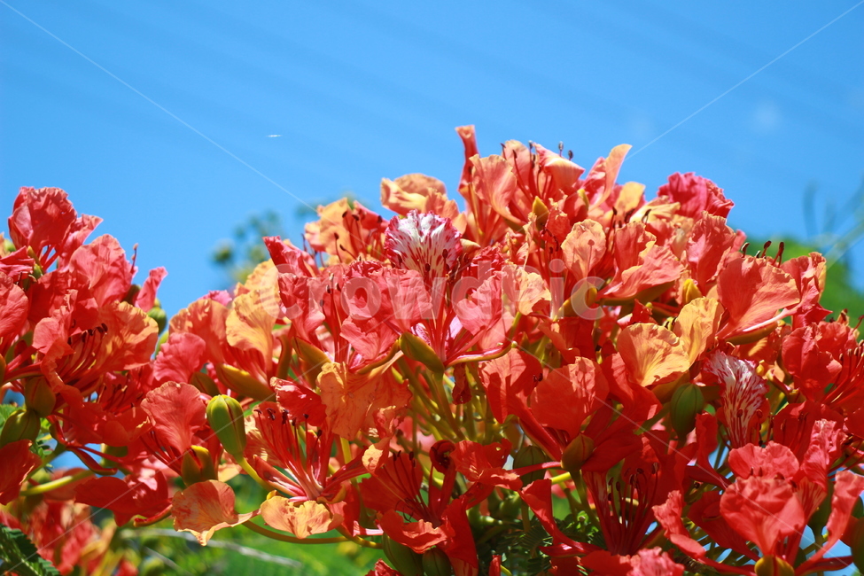 꽃,빨간꽃,flower,red,beautiful,빨강,빨간색,아름다움,초록색,잎,식물,자연,plants,nature,꽃,flower