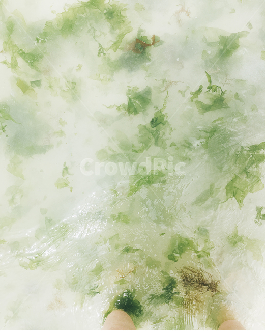 바다,물,해초,물놀이,다리,계절,여름,제주,jeju,sea,seeweed,떠다니는,부유물,발담그다,summer,floating